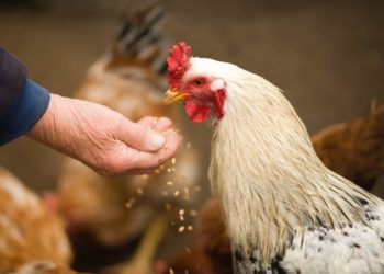 Comment savoir si mes poules sont en bonne santé ?