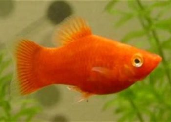 Comment savoir si un pigeon femelle va pondre ?