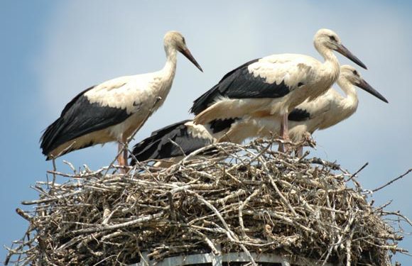 Pourquoi les cigognes tuent leur petit ?