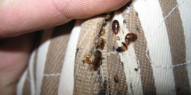 Comment se débarrasser des crottes de puces ?