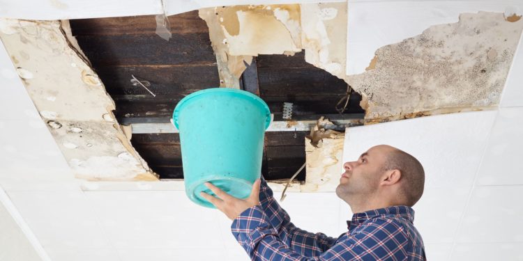 Quel dégât peut faire un blaireau ?