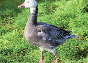 C'est quoi le mâle de l'oie ?