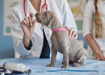 Est-ce dangereux d'avoir du sang dans les selles ?