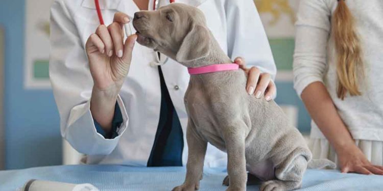 Est-ce dangereux d'avoir du sang dans les selles ?