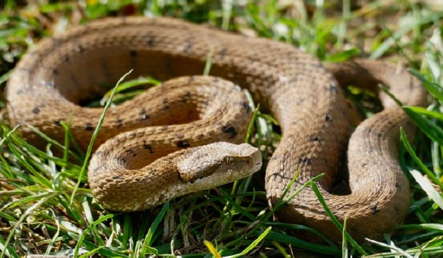 Comment reconnaître une vipère ?