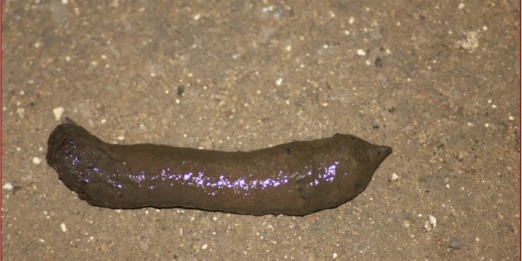 Comment identifier une crotte d'animal ?