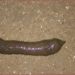 Comment identifier une crotte d'animal ?