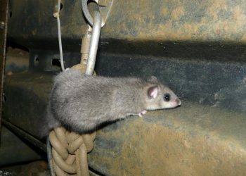 Comment se débarrasser des oiseaux dans les combles ?