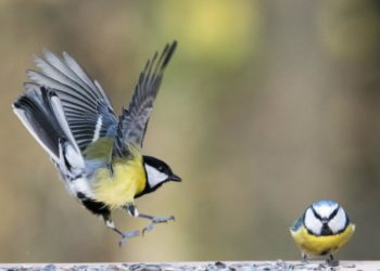 Comment reconnaître les oiseaux du jardin ?