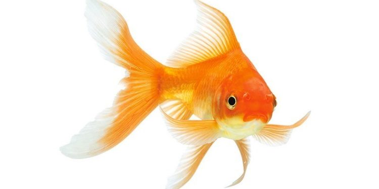 Quel nom donner à mon poisson rouge ?