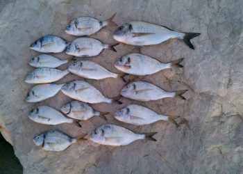 Quel poisson Peut-on pêcher ?