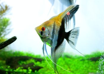 Quel poisson pour eau chaude ?