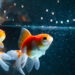 Comment nourrir des poissons de rivière ?