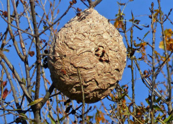 Comment savoir si on a un nid de frelons ?