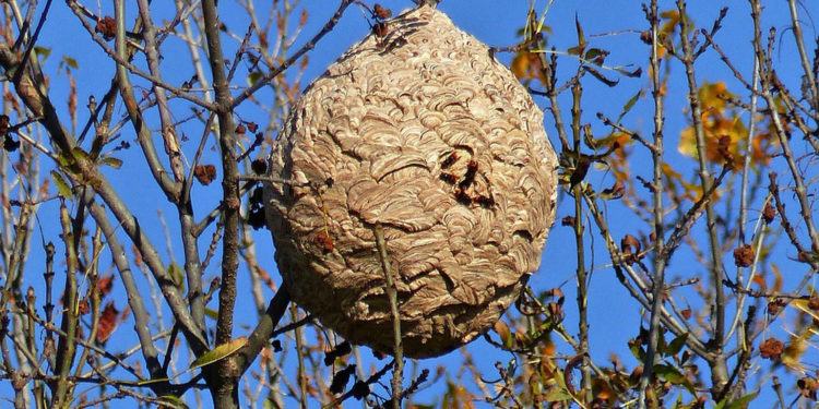 Comment savoir si on a un nid de frelons ?