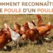 Comment savoir si poussin poule ou coq ?