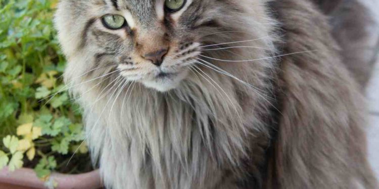 Quelle est la race de chat la plus chère ?