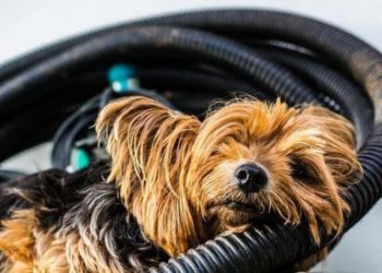 Pourquoi mon Yorkshire frise ?