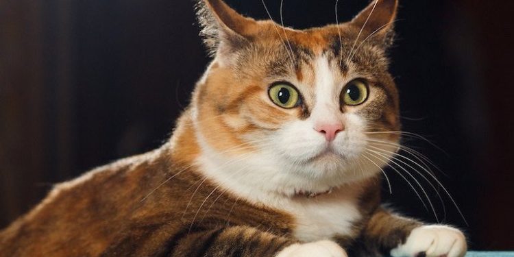 Comment reconnaître un chat british ?