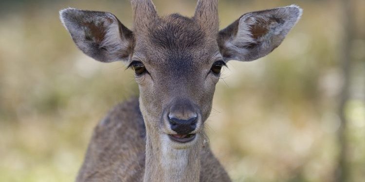 Quelle est la différence entre une biche et un chevreuil ?