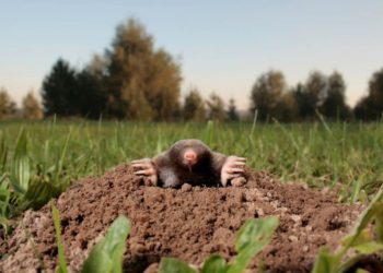 Quel animal creuse des galeries dans le jardin ?