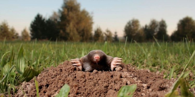 Quel animal creuse des galeries dans le jardin ?