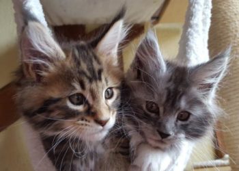 Comment reconnaître un vrai chaton Maine Coon ?