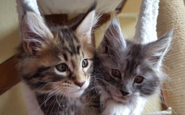 Comment reconnaître un vrai chaton Maine Coon ?