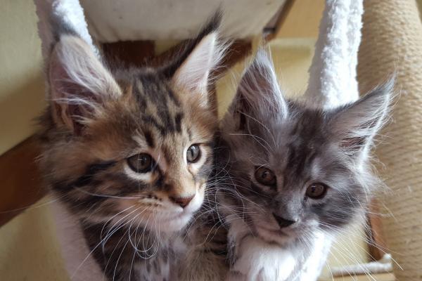 Comment Reconnaitre Un Vrai Chaton Maine Coon