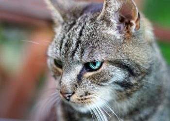 Quel est le caractère du chat européen ?