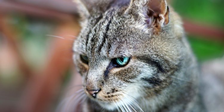 Quel est le caractère du chat européen ?