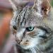 Quel est le caractère du chat européen ?
