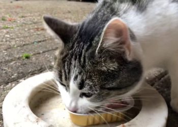 Pourquoi un chat A-t-il toujours faim ?