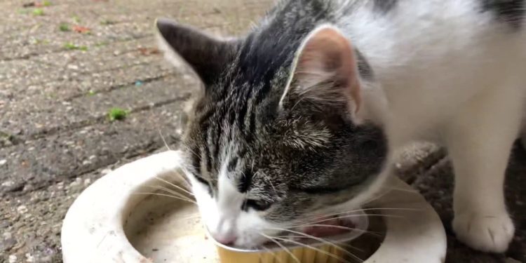 Pourquoi un chat A-t-il toujours faim ?