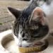 Pourquoi un chat A-t-il toujours faim ?