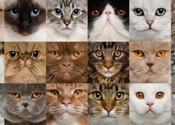 Comment savoir la race de son chat noir ?