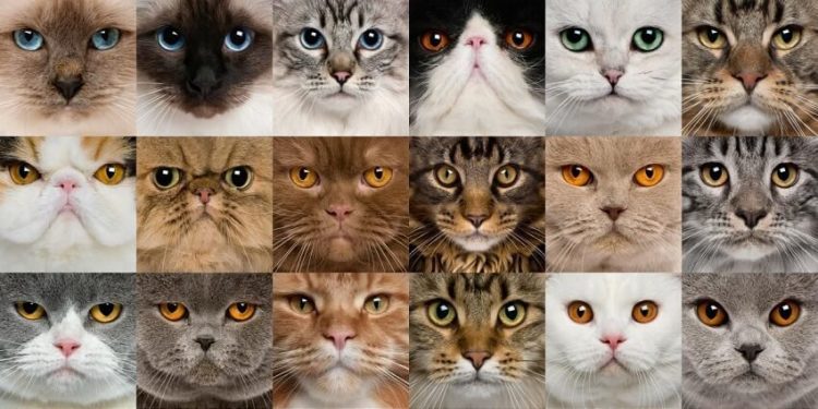 Comment savoir la race de son chat noir ?