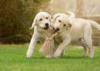 Comment distraire son chiot ?