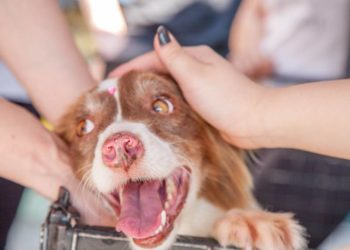 Quel est le prix d'un cocker ?