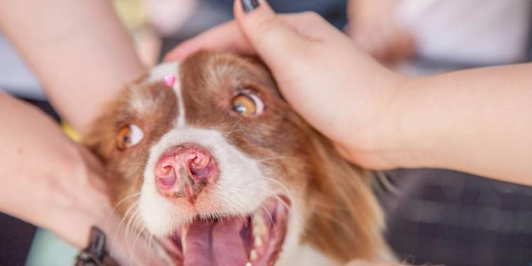 Quel est le prix d'un cocker ?