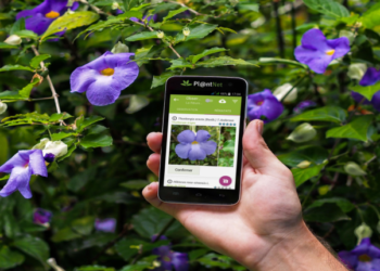 Quelle est la meilleure application pour reconnaître les insectes ?