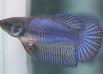 Comment reconnaître les Betta mâle d'une femelle ?