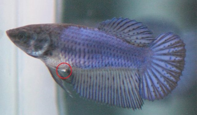 Comment reconnaître les Betta mâle d'une femelle ?