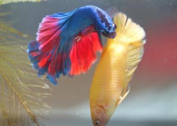 Comment reconnaître un poisson combattant mâle ?