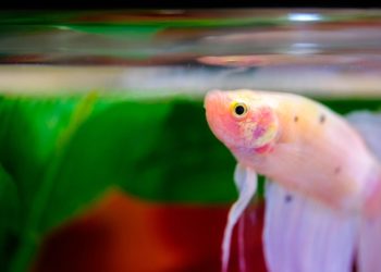 Comment reconnaître un combattant mâle ?