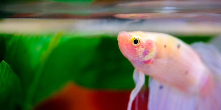 Comment reconnaître un combattant mâle ?