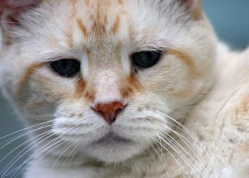 Comment connaître l'âge d'un coq ?