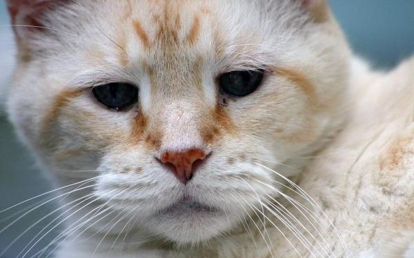 Comment connaître l'âge d'un coq ?