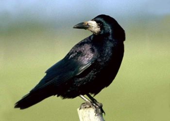 Où vit le corbeau freux ?