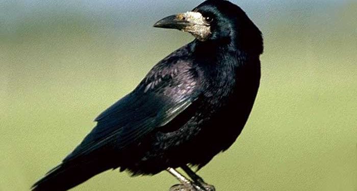 Où vit le corbeau freux ?